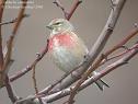 La Linotte Mélodieuse...présente depuis seulement 1 an dans mon jardin, mais ne fréquente pas ma mangeoire...