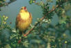 Le Bruant jaune, très bel oiseau, vu dans le jardin de mes beau parents...
