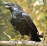 Le Corbeau freux, Très souvent en groupe, il se différencie de la corneille par son bec grisatre, plus gros et plus massif. Vu le long de l'autoroute A4.