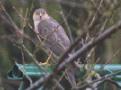 L'Epervier d'Europe, venu se poser dans mon jardin.