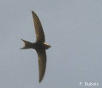 Le Martinet noir, souvent confondu avec l' Hirondelle. Il a pourtant les ailes bien plus fines et pointues. Vu dans mon jardin.