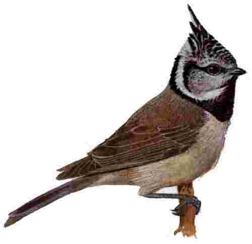 La Mésange huppée, plus difficile à observer que les autres, vue chez mes parents.