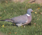 Le Pigeon ramier, très beau et très gros ! Vu dans mon jardin.
