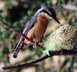 La Sittelle torchepot, beau petit oiseau qui peut se déplacer la tête en bas sur les arbres pour y chercher des insectes. Vu dans le parc de la mairie.