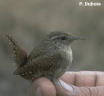 Le Troglodyte mignon, tout petit et tout mignon, j'ai même vu un oisillon troglodyte tout juste envollé, c'est mi nu scu le !