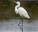Ecouter les chants et les cris de la Grande Aigrette