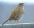 Chants et cris des oiseaux de France, 100 enregistrement disponibles