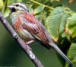  Le Bruant Zizi, dr&ocirc;le de nom mais bel oiseau, vu &agrave; Brioude m&ecirc;me.