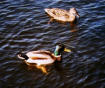  Le Canard colvert. Vu &agrave; la p&ecirc;che, (Etang chevalier).