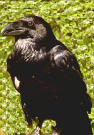 Le Grand Corbeau, tr&egrave;s rare, c'est un oiseau joueur, qui peut s'amuser &agrave; se pendre &agrave; une branche par le bec. Vu au dessus de Pissechien. En couple, (pour la vie !)