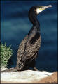 Le Grand cormoran, Vu &agrave; la p&ecirc;che.