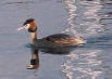  La Gr&egrave;be hupp&eacute;e, vu &eacute;galement &agrave; la p&ecirc;che ,(&Eacute;tang Chevalier).