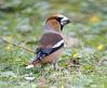 Le Grosbec Casse noyaux. Il porte bien sont nom, vu la taille de son bec ! Observ&eacute; en Octobre, sous Pissechien, au sommet d'un sapin...