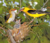 LE LORIOT D'EUROPE !!!! Magnifique oiseau jaune vif, j'ai eu la chance de voir le couple, et le nid au sommet d'un vieil arbre, sur les bords de l'Allier...