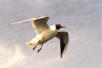  La Mouette rieuse, (Etang Chevalier).