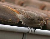 Rouge-queue noir femelle