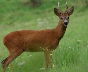 Chevreuil - Capreolus capreolus