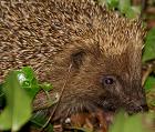 Herisson - Herinaceus europaeus