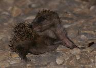 Herisson juvénile - Herinaceus europaeus