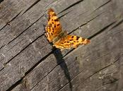 Fond d'écran papillon