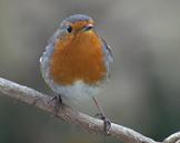 Rouge-gorge familier