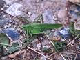 La sauterelle géante. Et oui près de 7 cm de long..la bête est impressionnante !